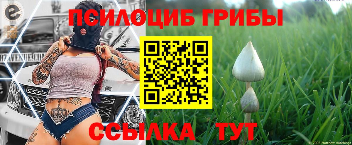 Псилоцибиновые грибы Psilocybe  хочу наркоту  Сарапул  Галлюциногенные грибы Psilocybe  Вход с VPN 